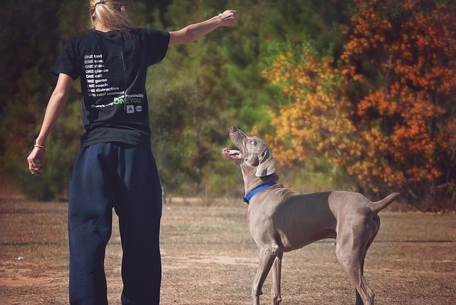 3 sports à pratiquer avec son chien