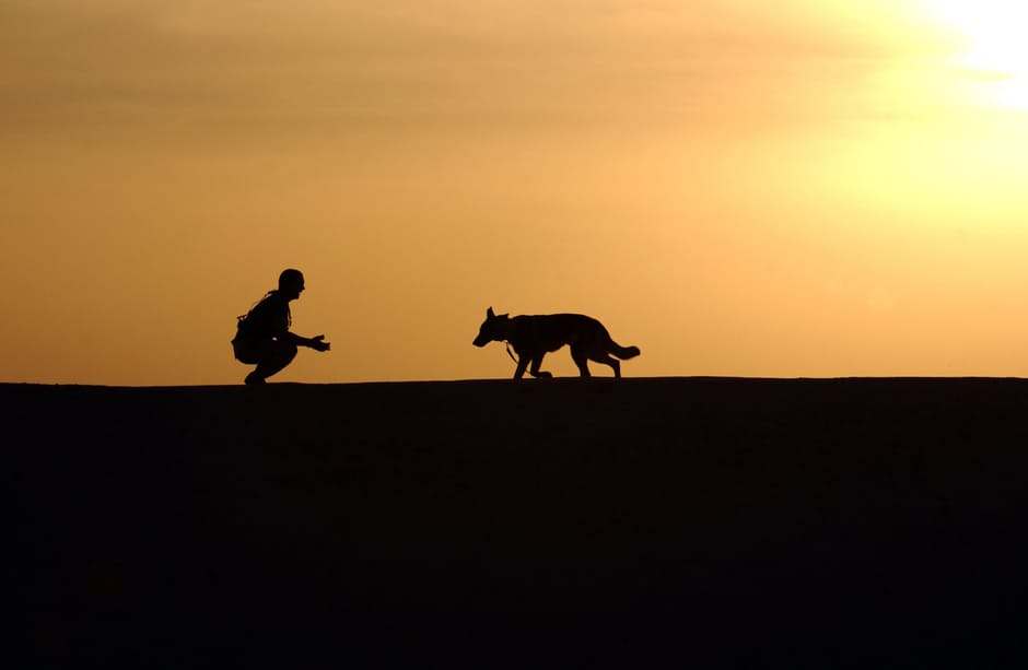 3 sports à pratiquer avec son chien